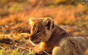 Lion Cub